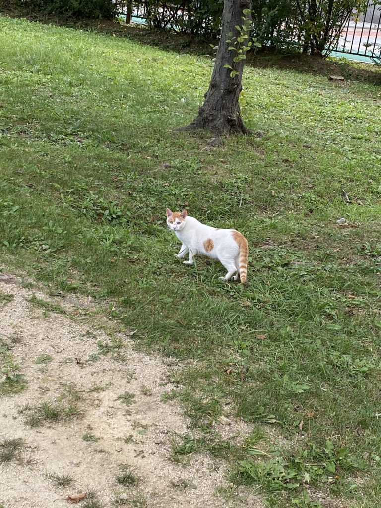 A white and brown cat I met in Seoul